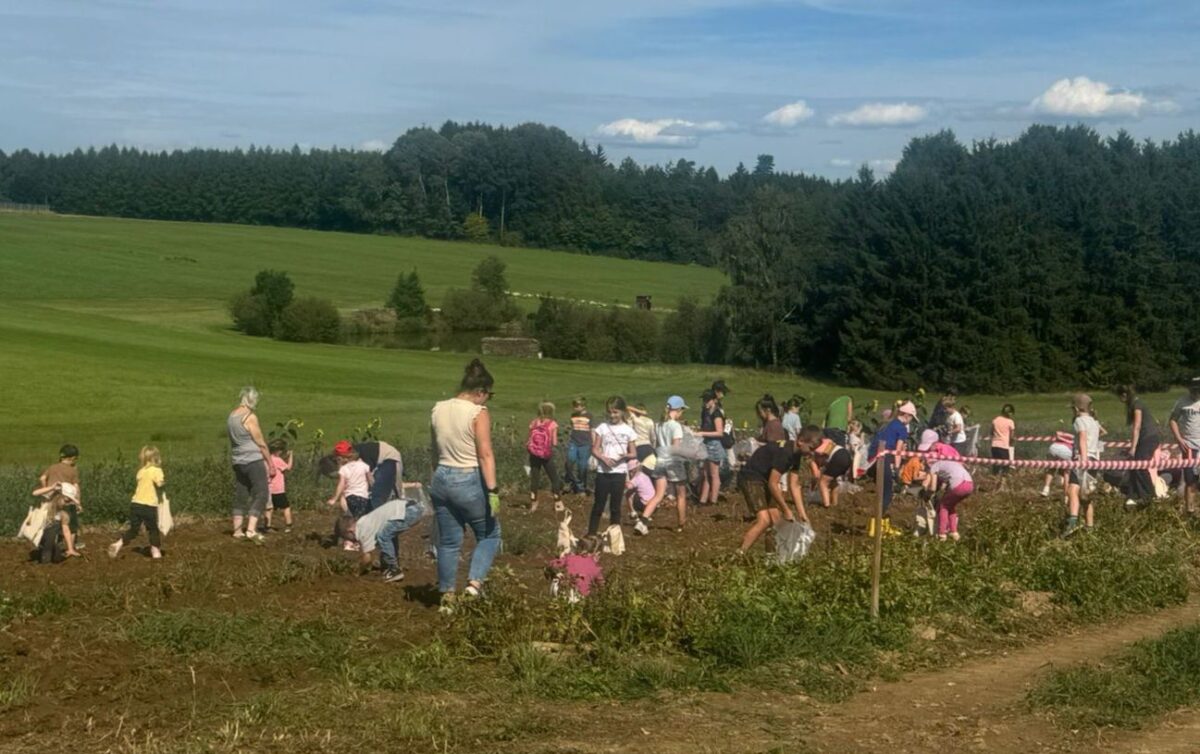 Großer Andrang beim Kinderferienprogramm mit Kartoffelgraben