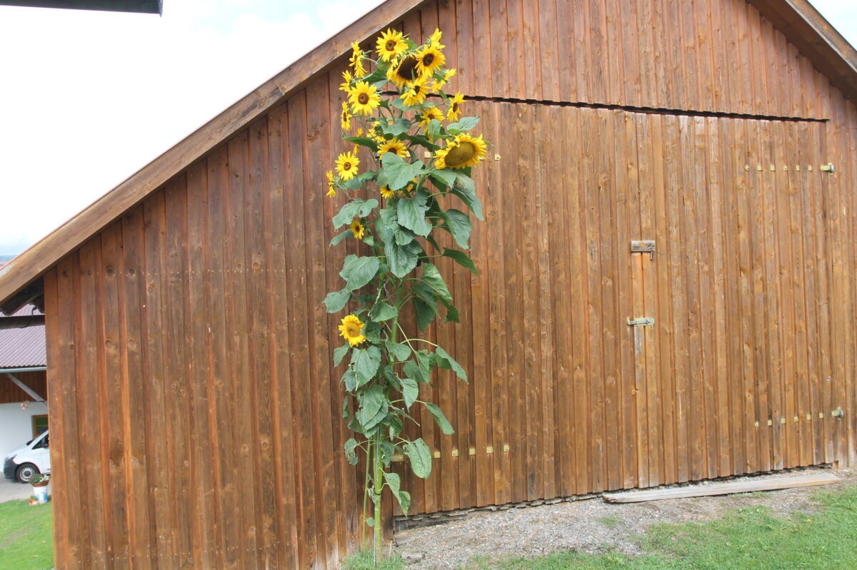 Faislbach bestaunt 4,28 Meter hohe Sonnenblume mit 24 Blüten
