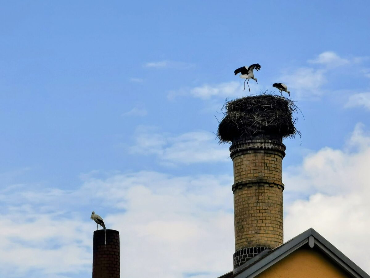 Störche ziehen weiter - Rekordjahr mit 1.300 Brutpaaren in Bayern