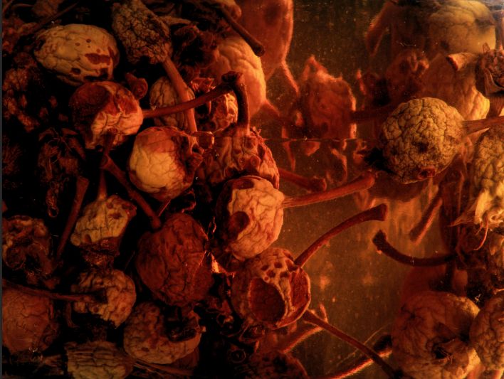 Äpfel und Birnen zeigen Vergänglichkeit im Kloster Speinshart