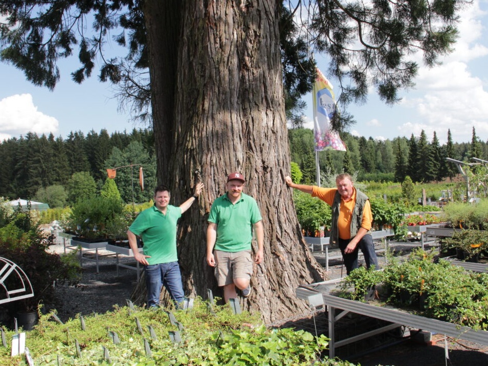 Garten Punzmann: Hier gibt's Großbäume zum Schnäppchenpreis, Riesenauswahl und beste Beratung