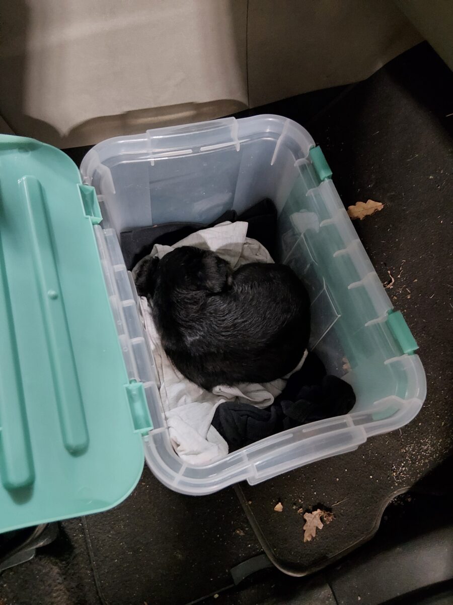 Bundespolizei rettet dehydrierten Welpen bei Waidhaus