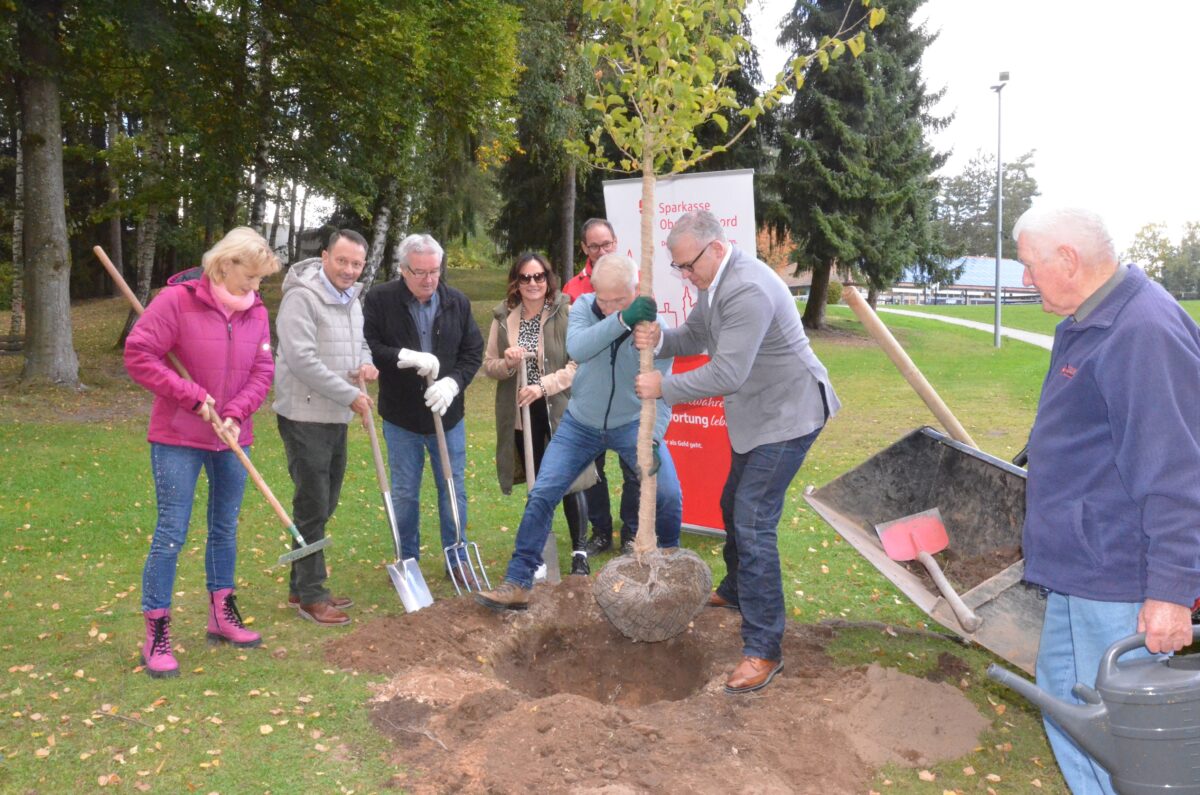 Einheitsbuddeln im Schätzlerbad schafft vier  neue Bäume für Freiheit und Schattenwurf