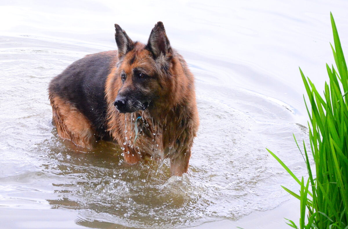 Riesenspaß zugunsten des Tierheims: Schätzlerbad öffnet zum Hundeschwimmen