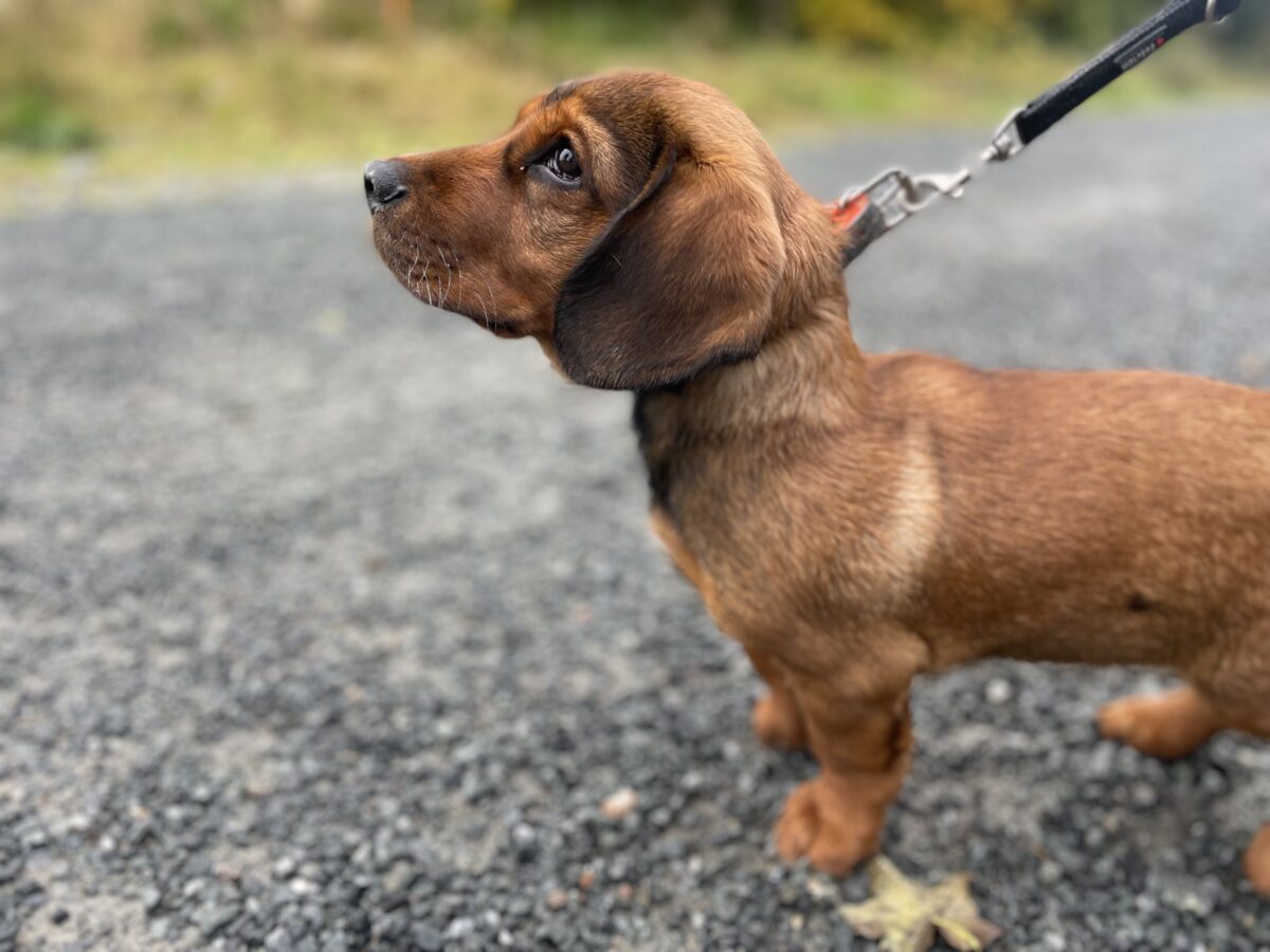 Hundeangriff in Schwarzenfeld: Polizei sucht Zeugen