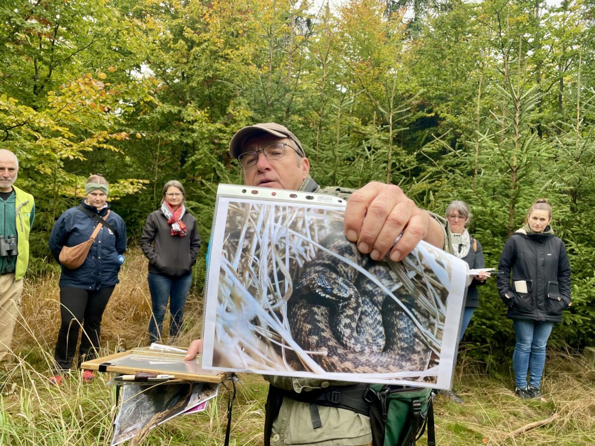 Vom Aussterben bedroht: Forst und Regierung wollen Kreuzottern retten