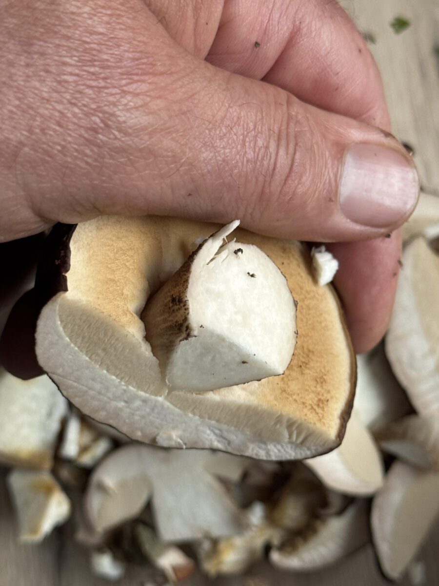 Schwammerl sauber geputzt