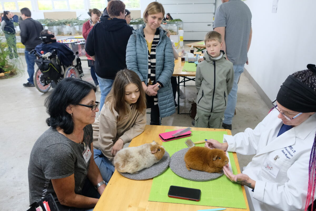 Flauschalarm in Eschenbach: Meerschweinchenschau mit 125 Tieren
