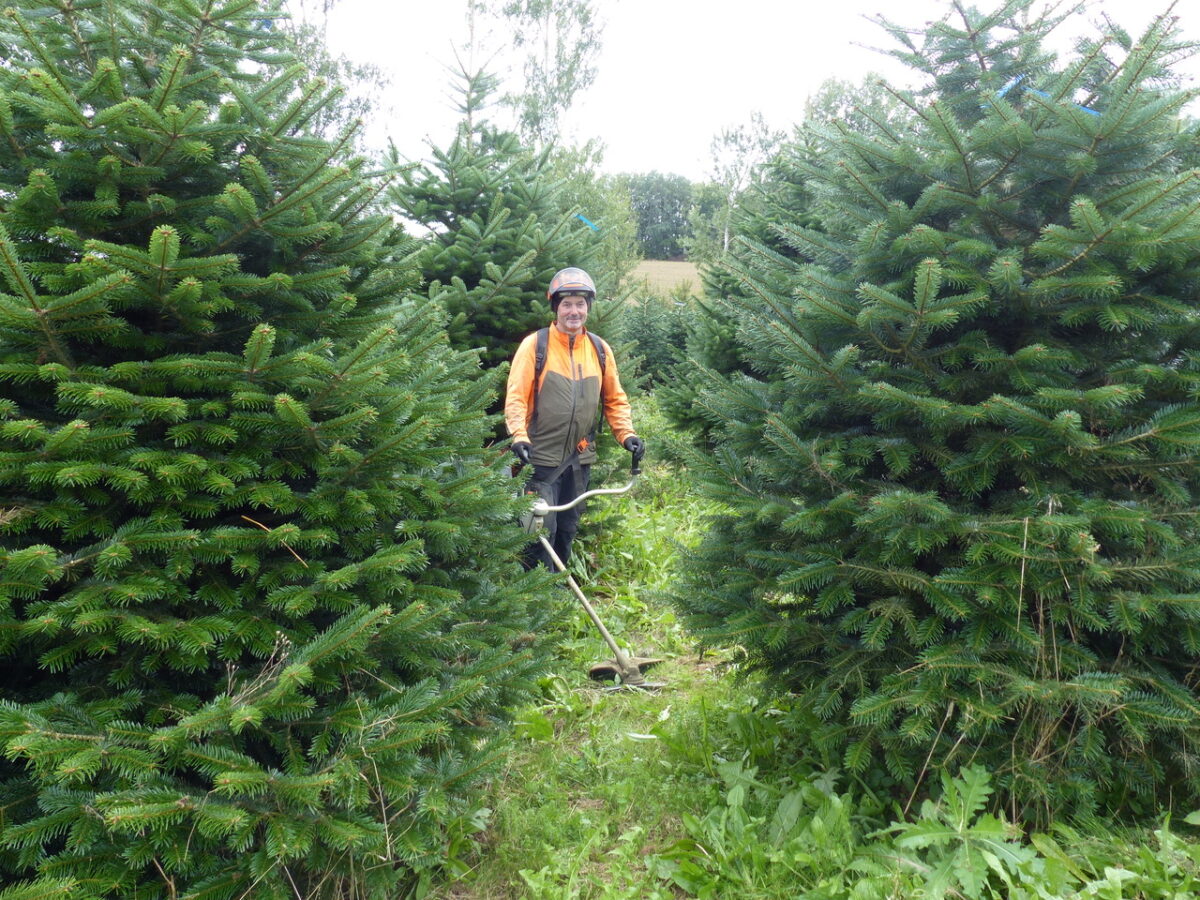 Saisonstart am Christbaumhof in Döllnitz