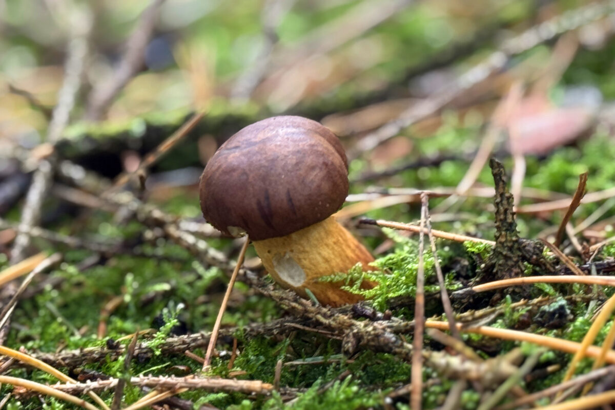 Schwammerl 2025: "Moongdrazzal" statt "Schwammerlbräij"