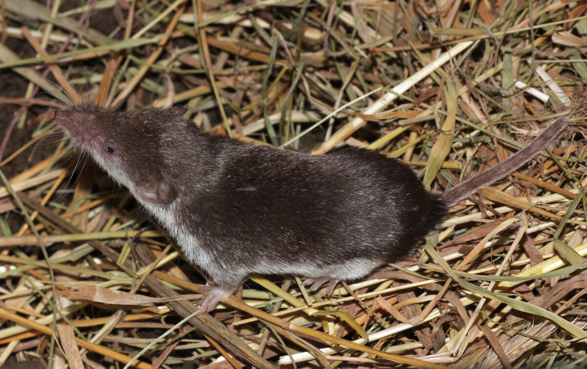 57-Jährige Person aus dem Landkreis Tirschenreuth stirbt am äußerst seltenen Bornavirus