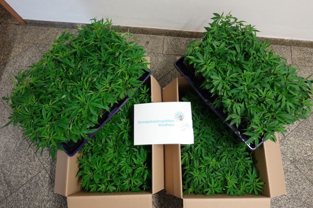 Polizei findet  über 400 Cannabispflanzen in Kleintransporter 