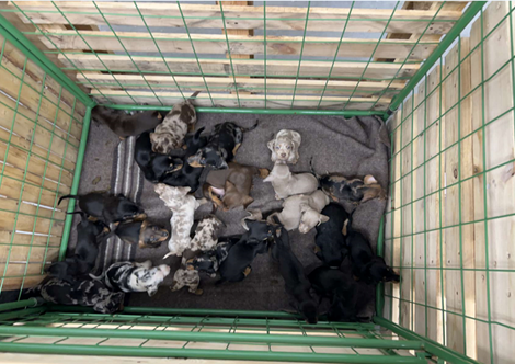 Grenzpolizei entdeckt 24 Hundewelpen in Waidhaus