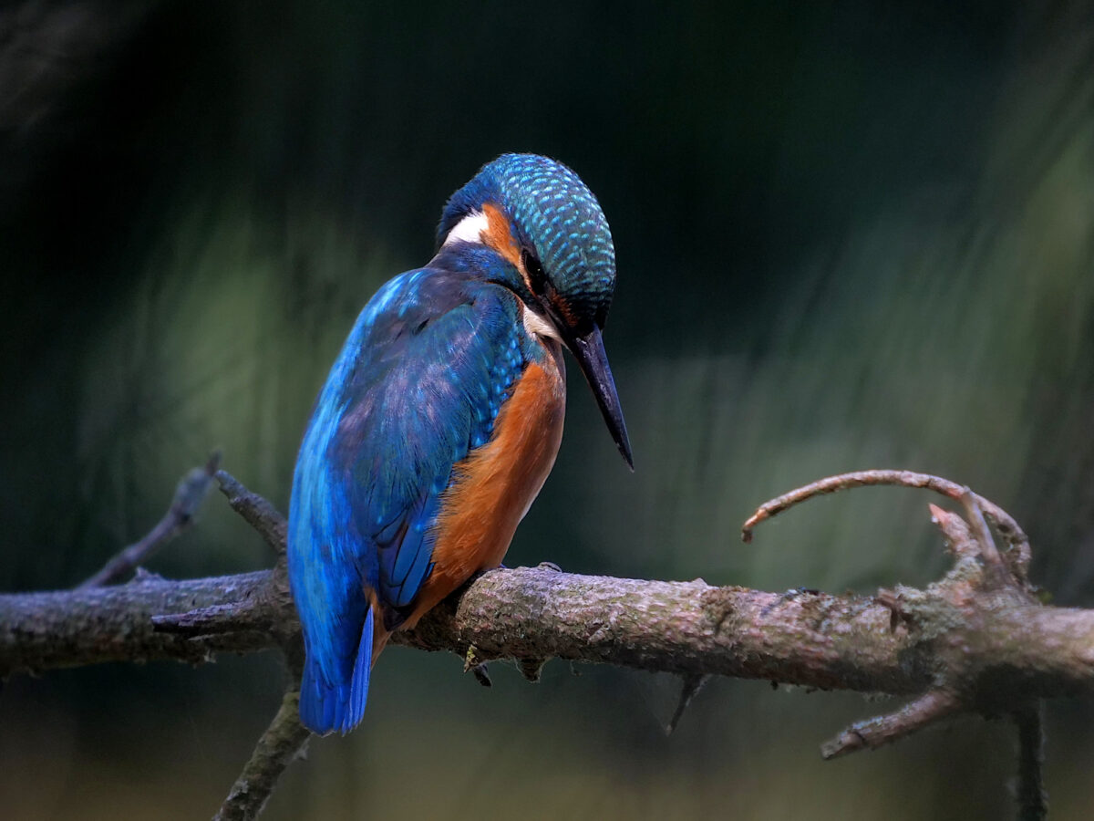 Naturfilm trifft auf Live-Orchester in Weiden