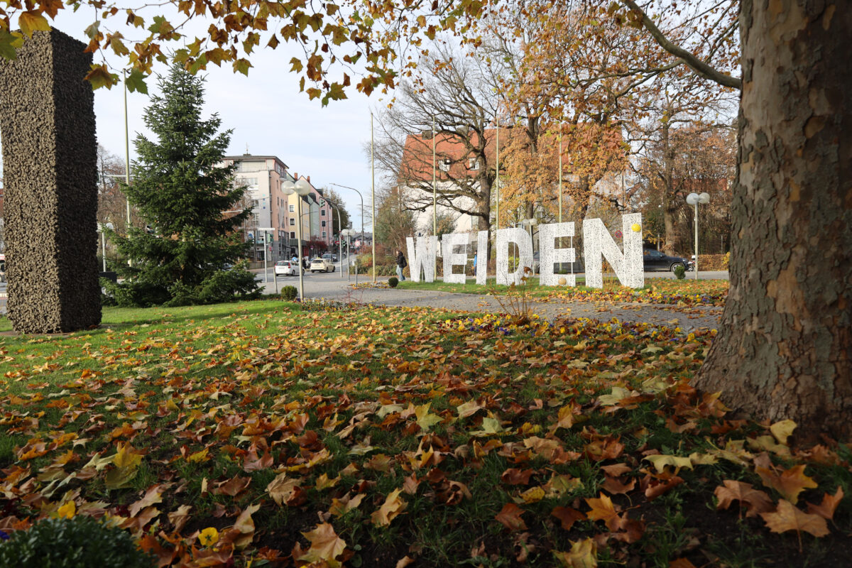 Festliche Bäume schmücken in Weiden Neues und Altes Rathaus