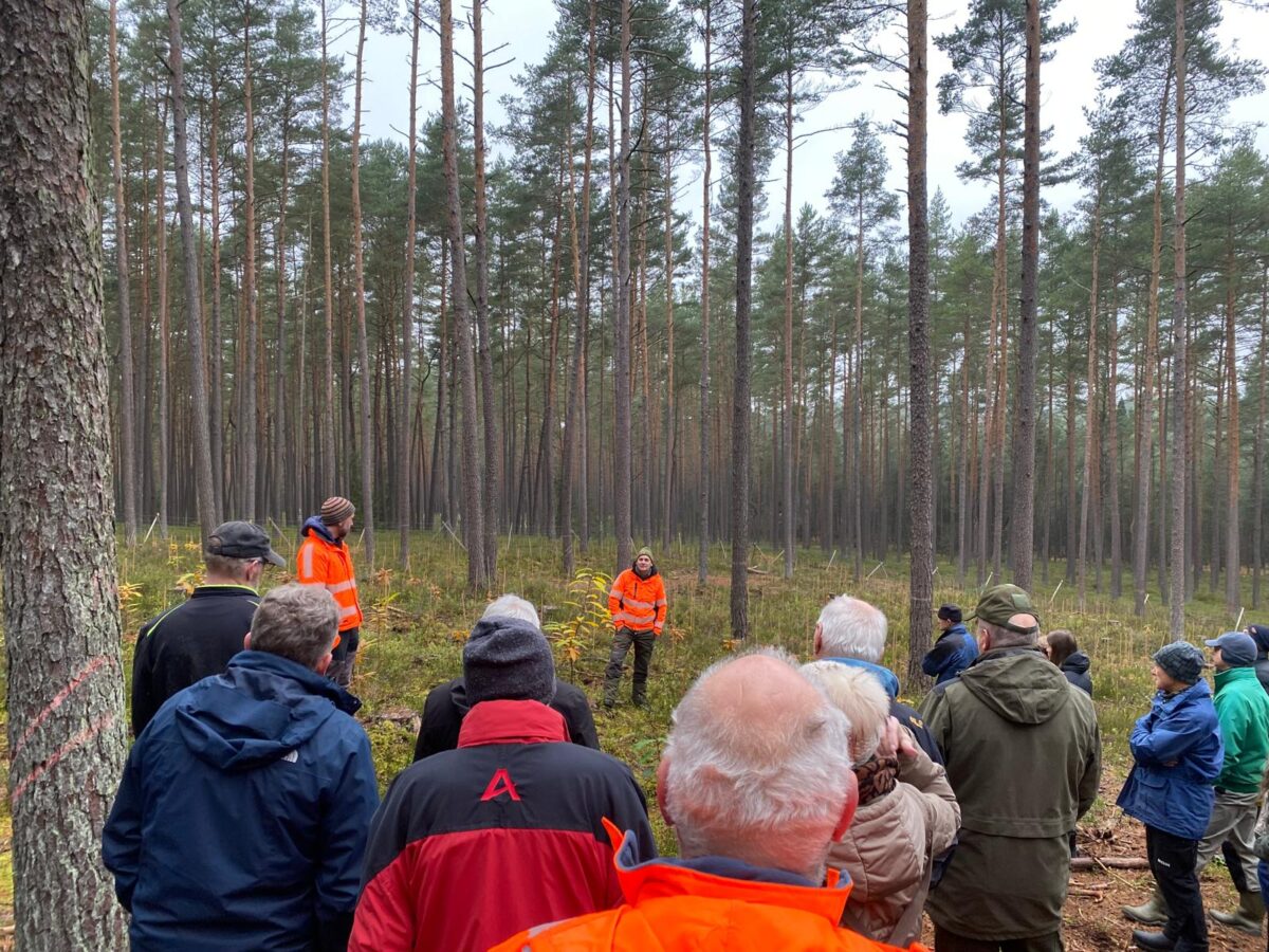 Klimawandel schwächt Kiefer - AELF informiert Waldbesitzer in Weiden
