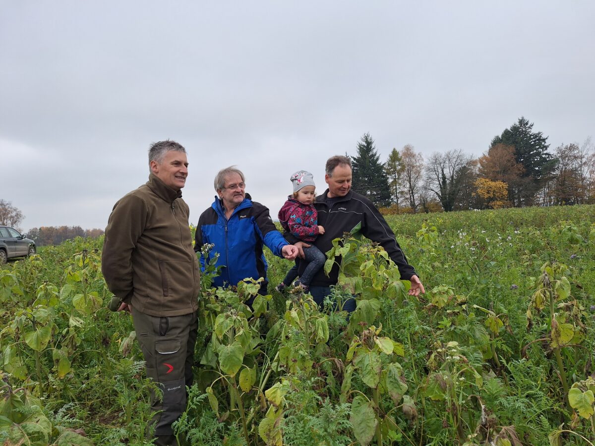 Winterbegrünung hilft Wildtieren auf Feldern in Kirchenthumbach