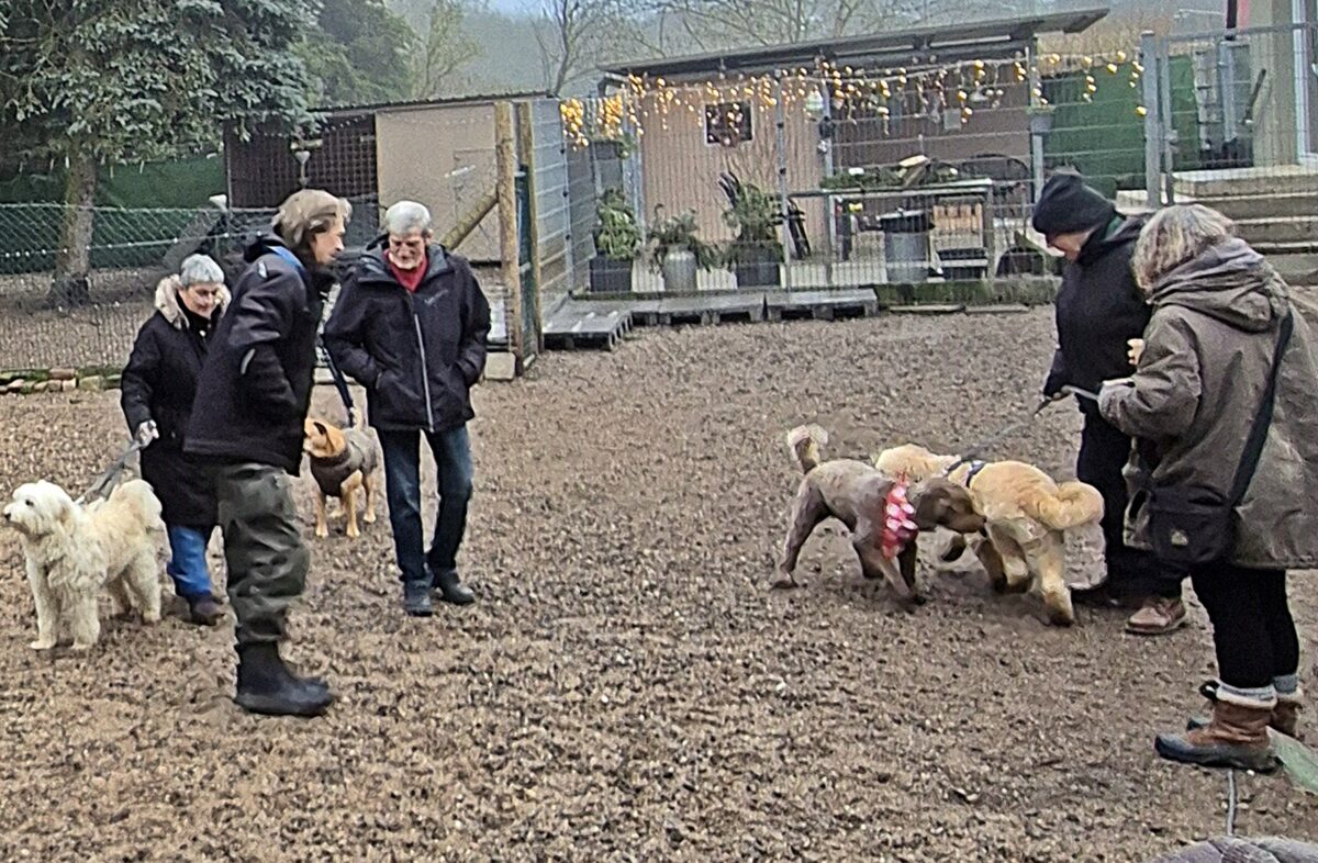 Dog Care Weihnachtsmarkt sammelt 700 Euro für Tierschutz in Weiden