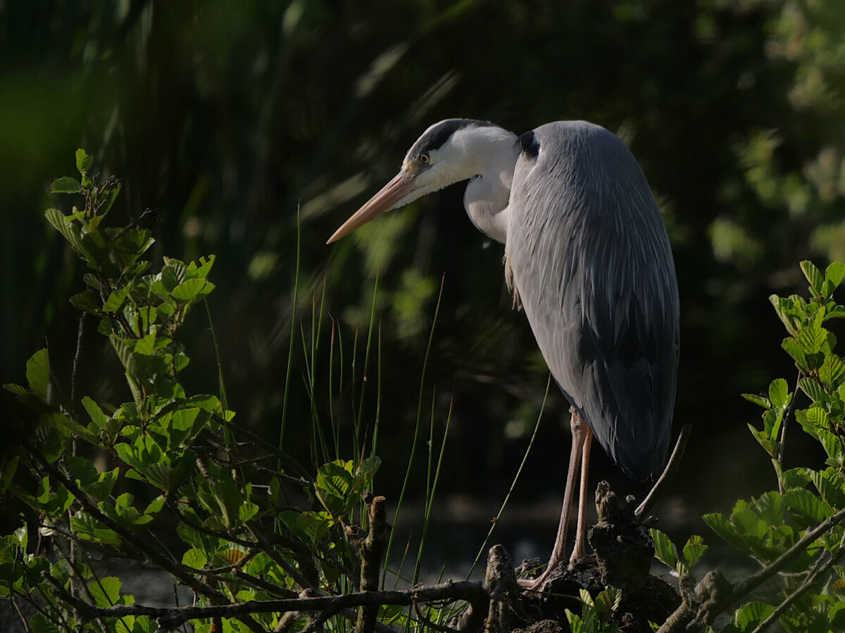 Filmvorführung „Der Teich und seine grauen Gesellen“