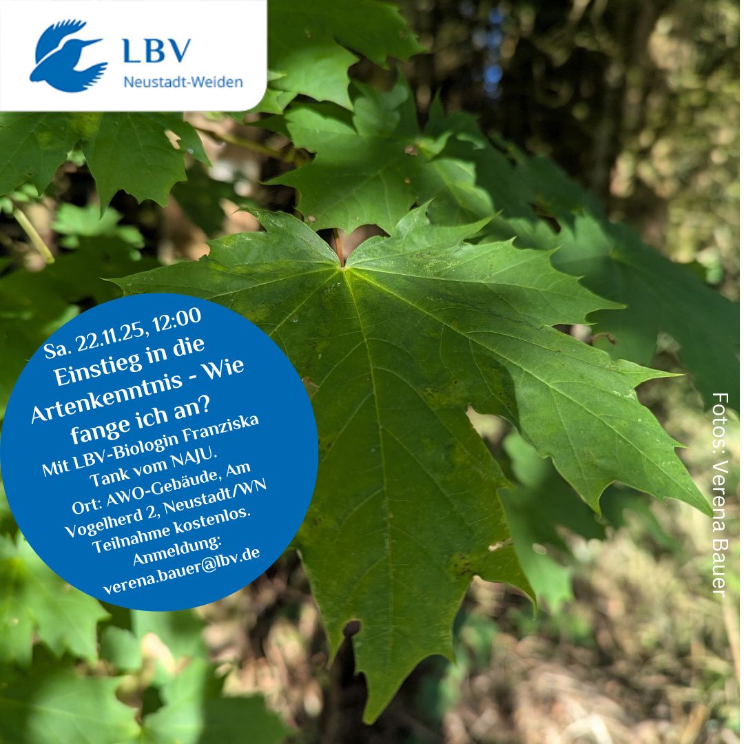 Gemeinsam den Einstieg in mehr Artenkenntnis schaffen, Sa. 22.11, 14:00 Uhr, AWO