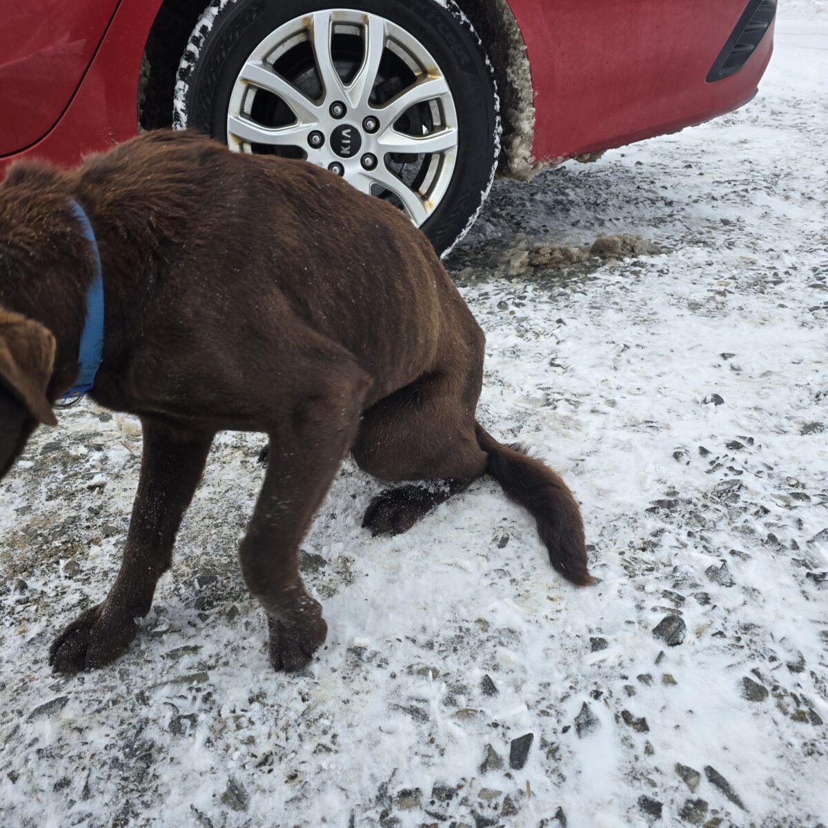 Einsatz im Altlandkreis Vohenstrauß: Veterinäramt und Polizei holen Hunde von Hof