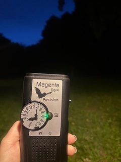 Fledermausexkursion: Wasserfledermaus &amp; Co.