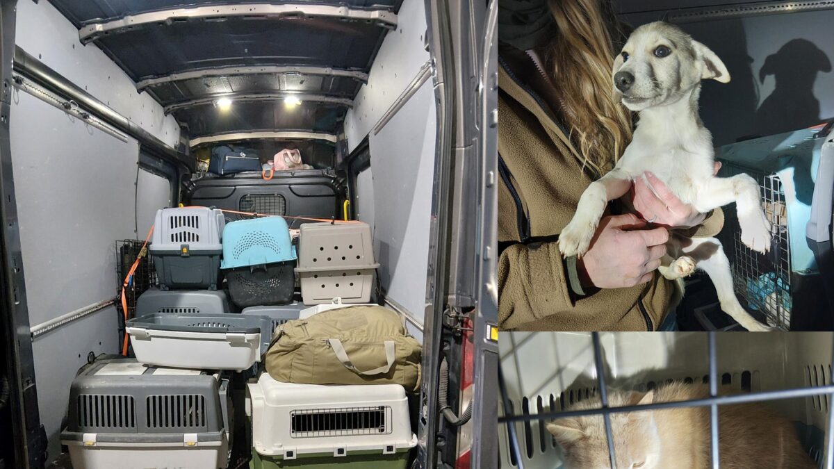 Bundespolizei stoppt mutmaßlich illegalen Tiertransport in Bärnau