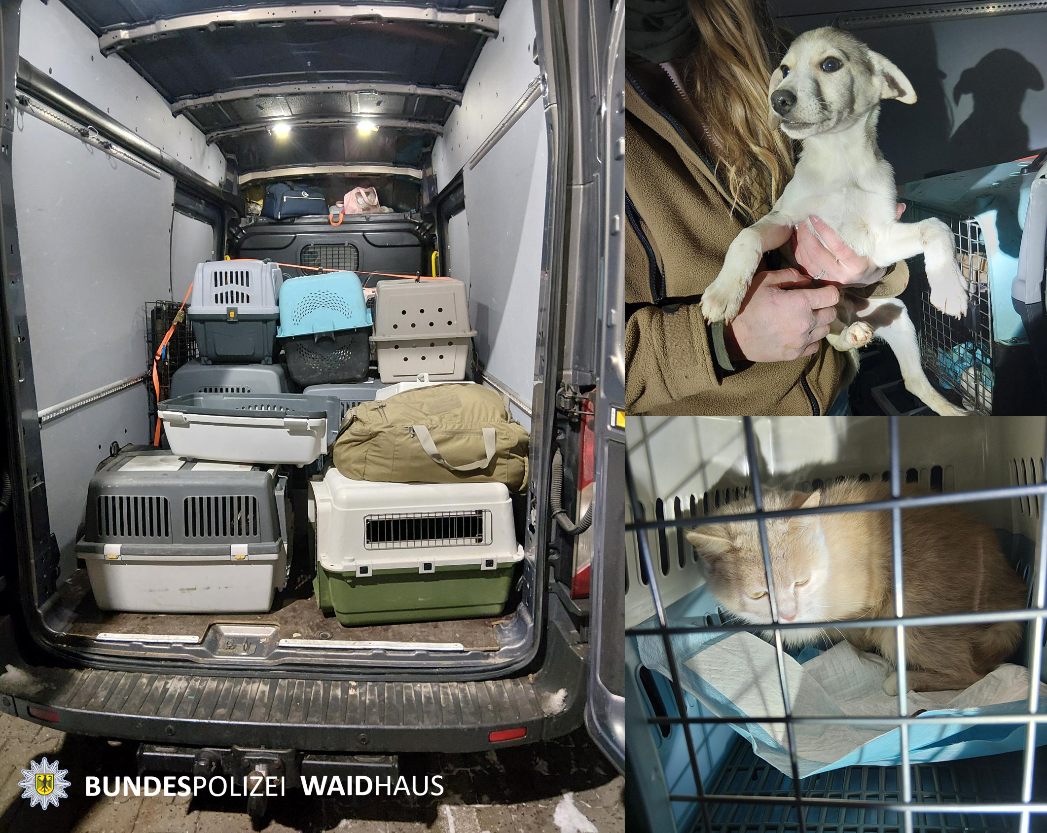 Bundespolizei stoppt mutmaßlich illegalen Tiertransport in Bärnau
