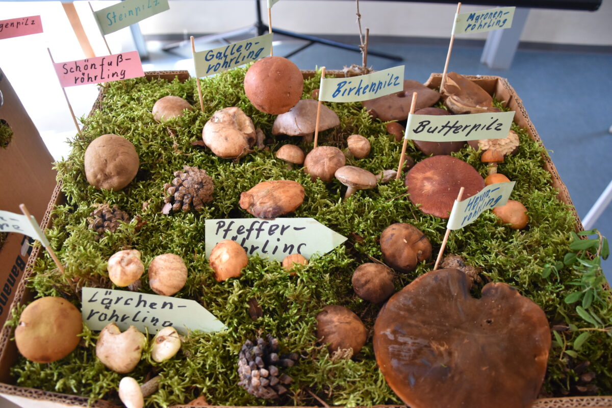 Thementag Pilze: Fit für Pilze – Vortrag und Exkursion im Kapplwald für Naturgenießer