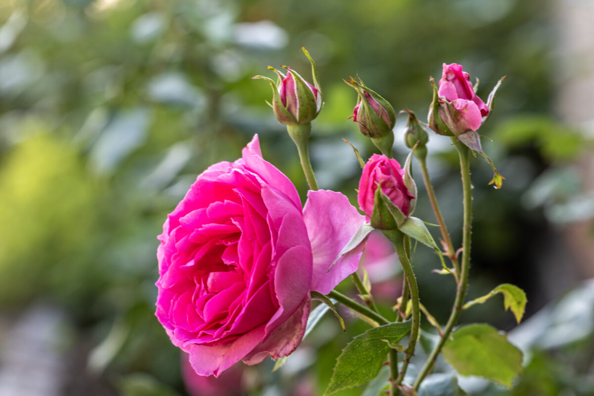 Führung durch unseren Kloster- und Naturerlebnisgarten