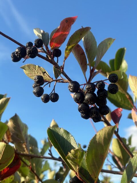 Exkursion zur Mitterteicher Aronia-Plantage