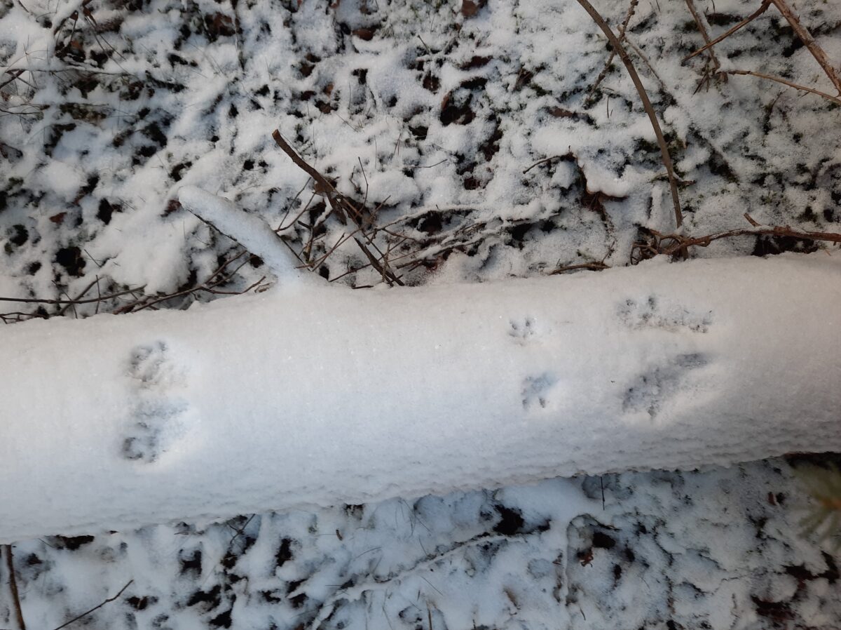 Der LBV lädt zur Tierspurenwanderung – ein beliebter Familienklassiker