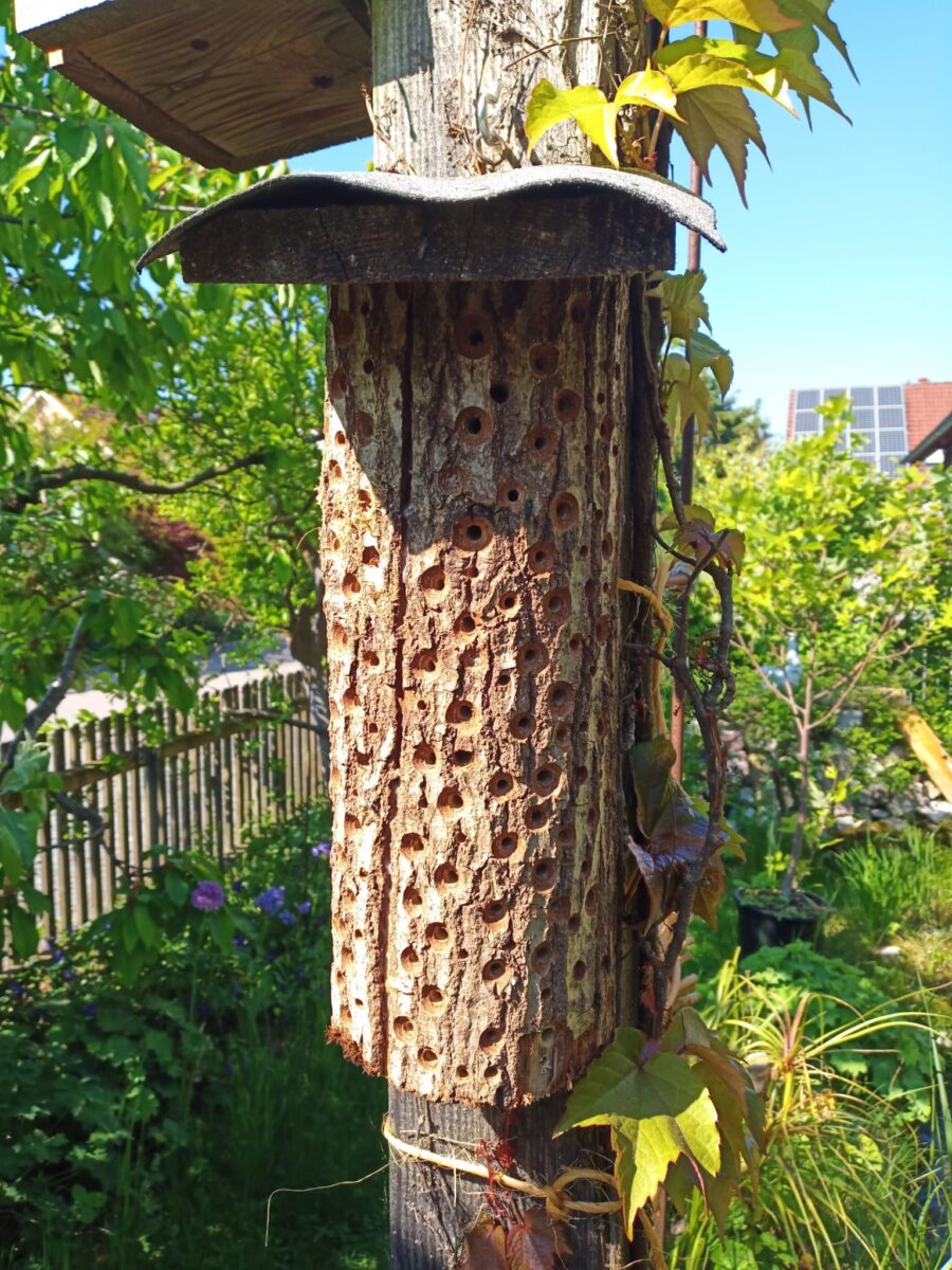 Workshop: Wildbienen-Nisthilfen selber bauen