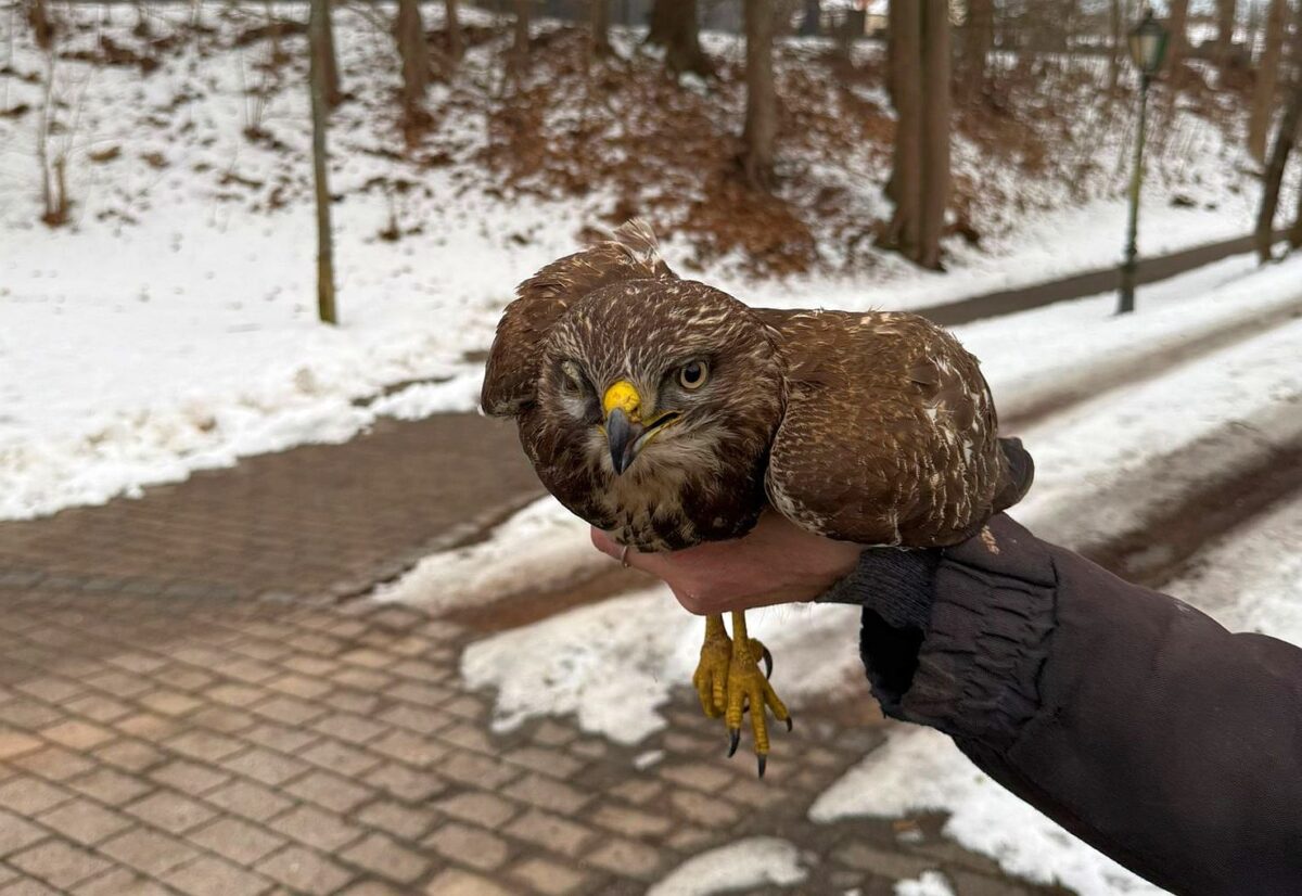Verletzter Bussard auf der Autobahn gerettet