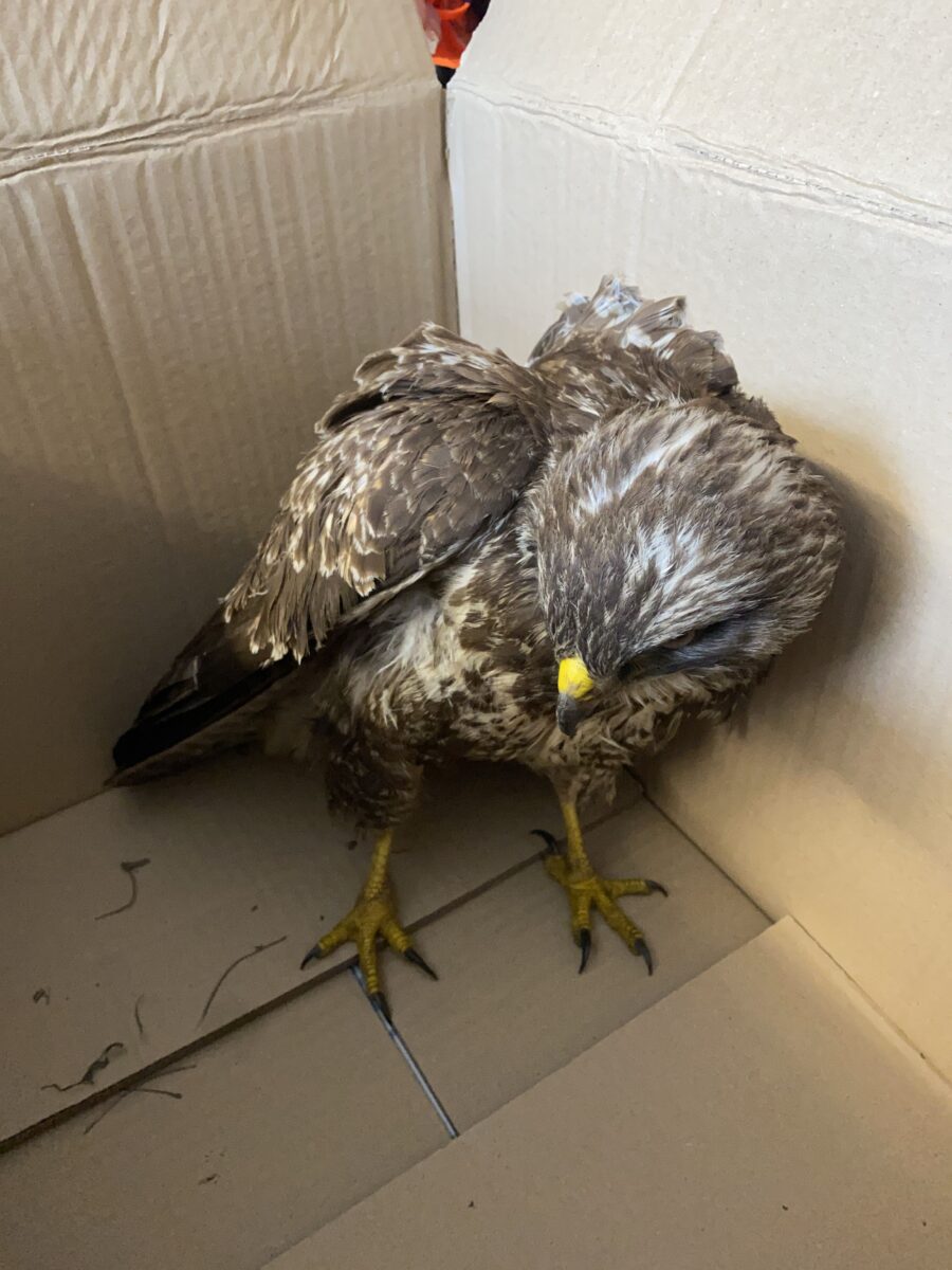 verletzter Bussard.jpg