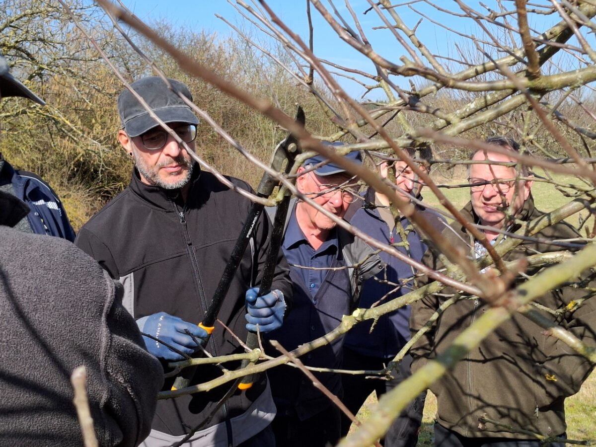 Neustädter Siedlergemeinschaft organisiert Obstbaumschnittkurs