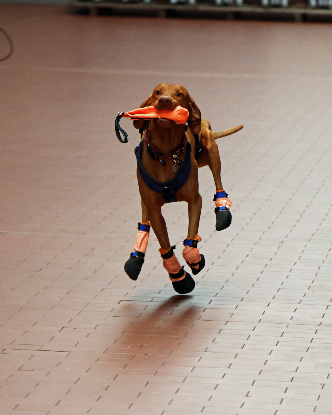 BRK-Rettungshundestaffel trainiert bei Schleicher Anlagenbau in Pressath