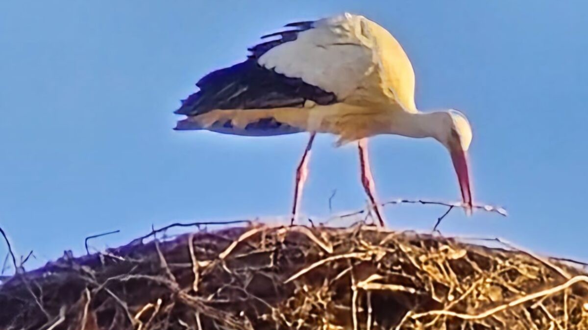 Weißstorch  in Eslarn gelandet