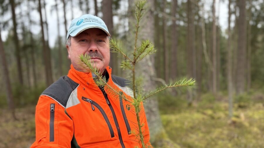 Atlaszeder und Douglasie: Waldumbau kommt im Forstbetrieb Flossenbürg gut voran