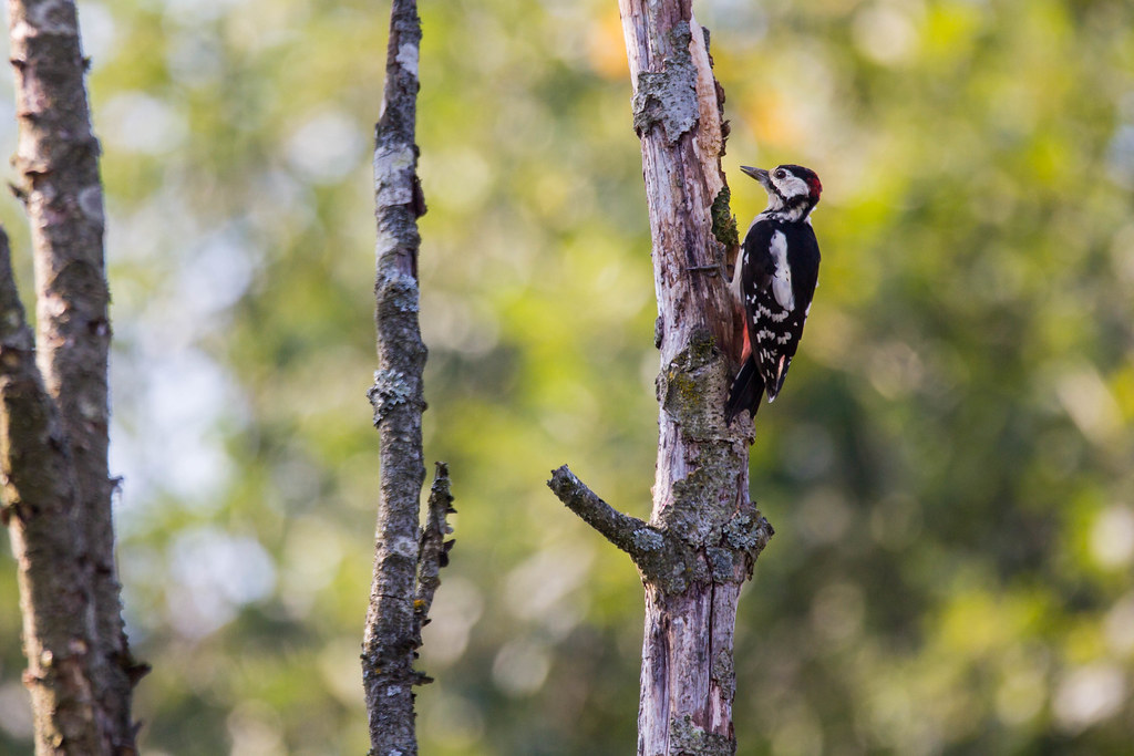 Mit dem Ranger unterwegs: Die Spechte auf dem Erzberg