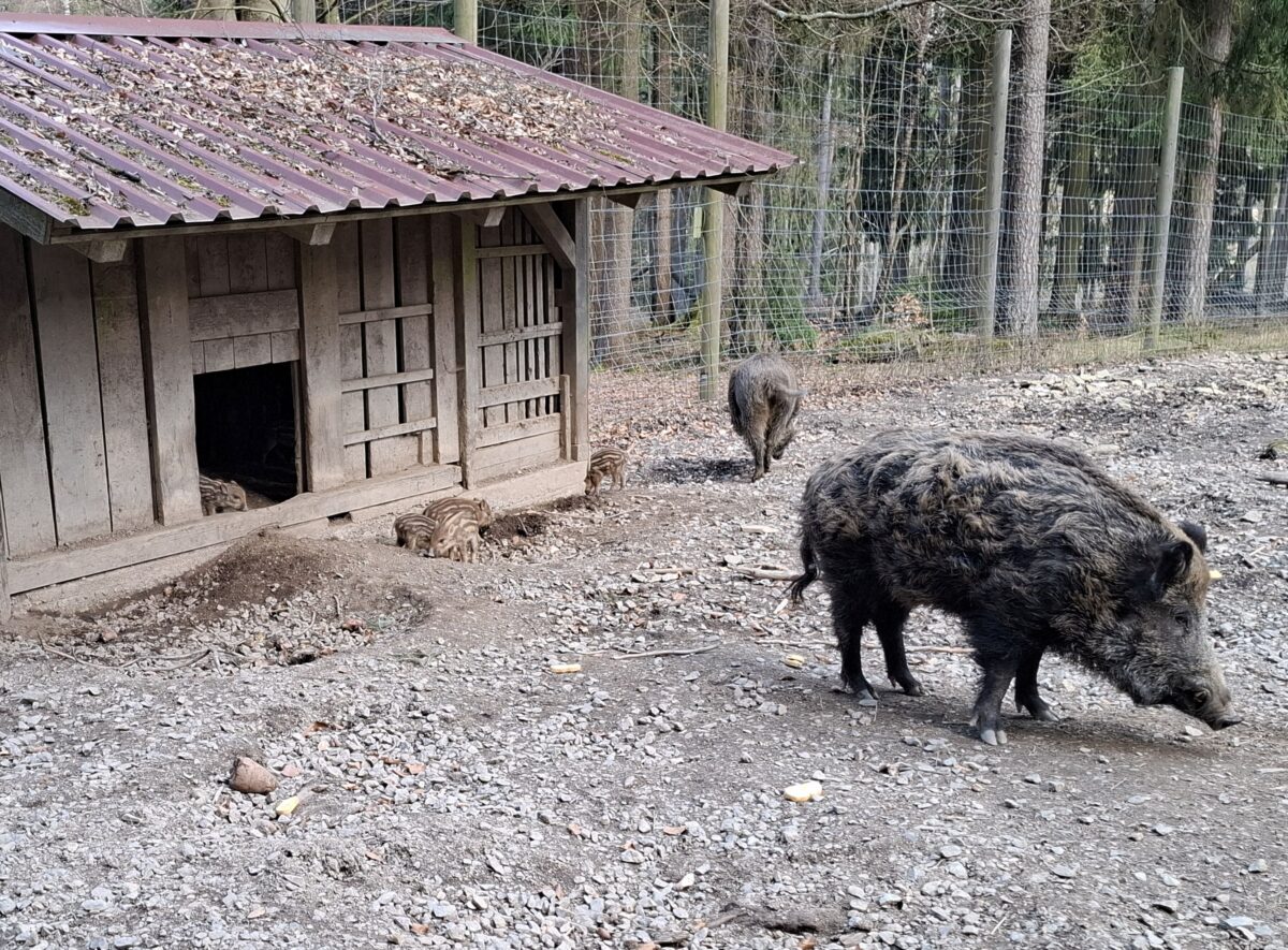 Im Eslarner Wildpark kehrt Nachwuchs ein