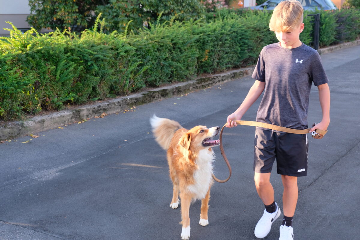 Kirchenthumbach: Hundesteuer bleibt moderat