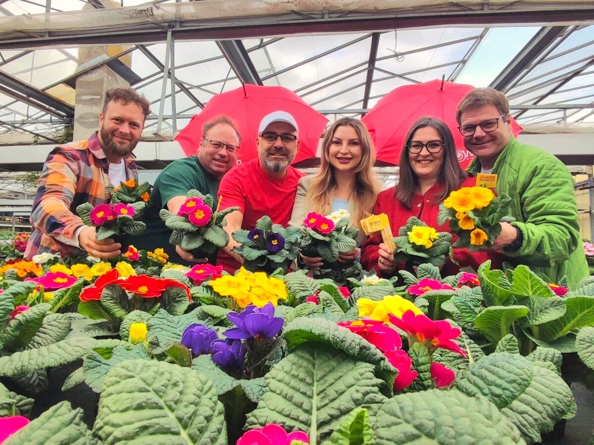 Wifo verschenkt 800 Primeln in Burglengenfeld