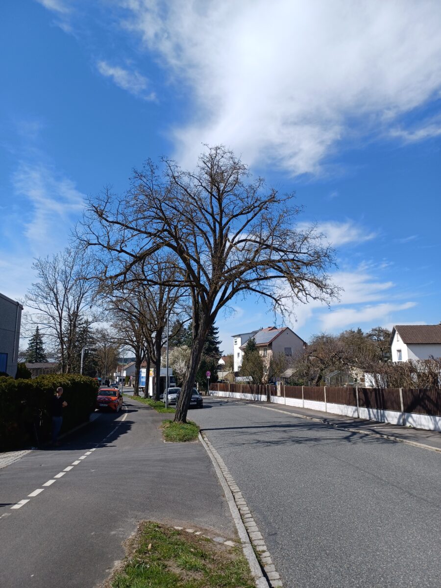 Baumkontrollen in Amberg decken Gefahren auf: Robinie gefällt, zweite gekürzt