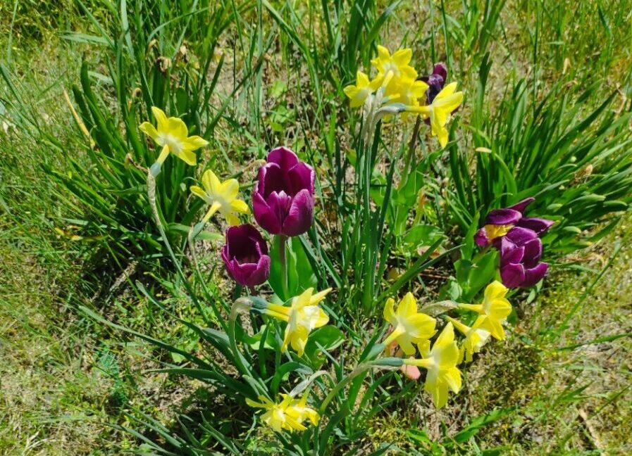 Gemeinde sammelt Blumenzwiebeln für neues Blütenmeer in Schlammersdorf