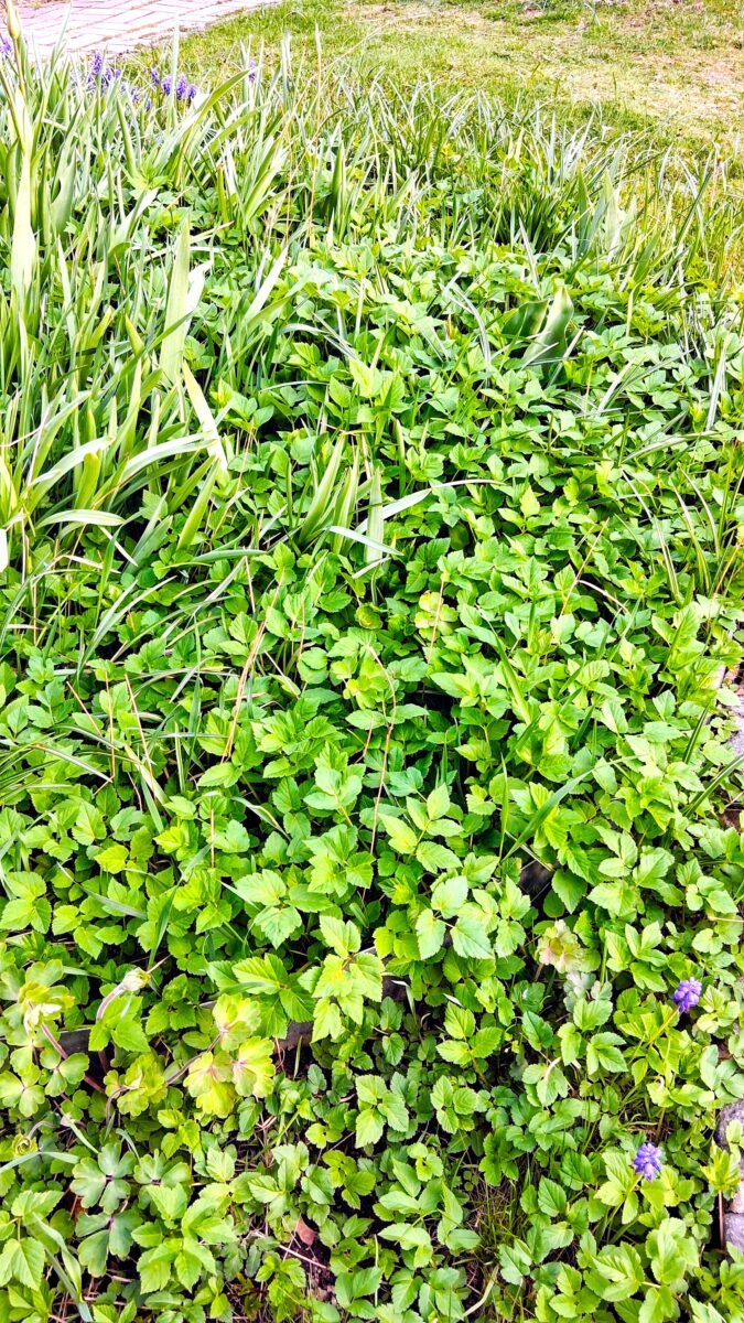 Bio Stiftland "Unkraut im Garten - ernten statt jäten"