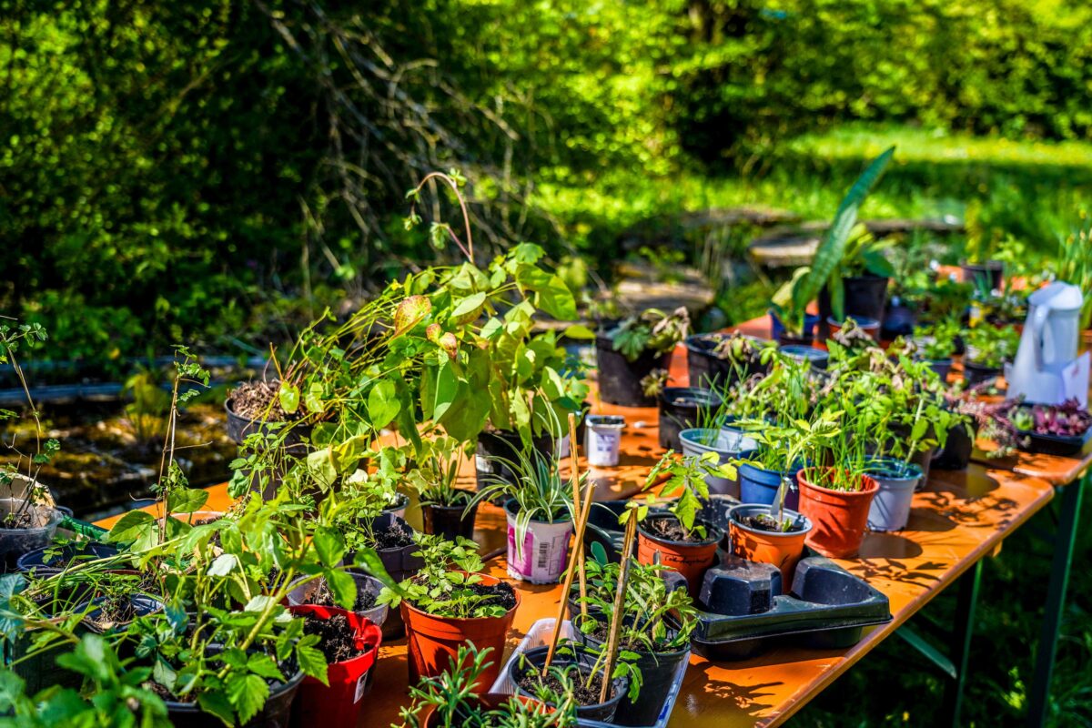 Pflanzentauschtag lockt Hobbygärtner nach Theuern