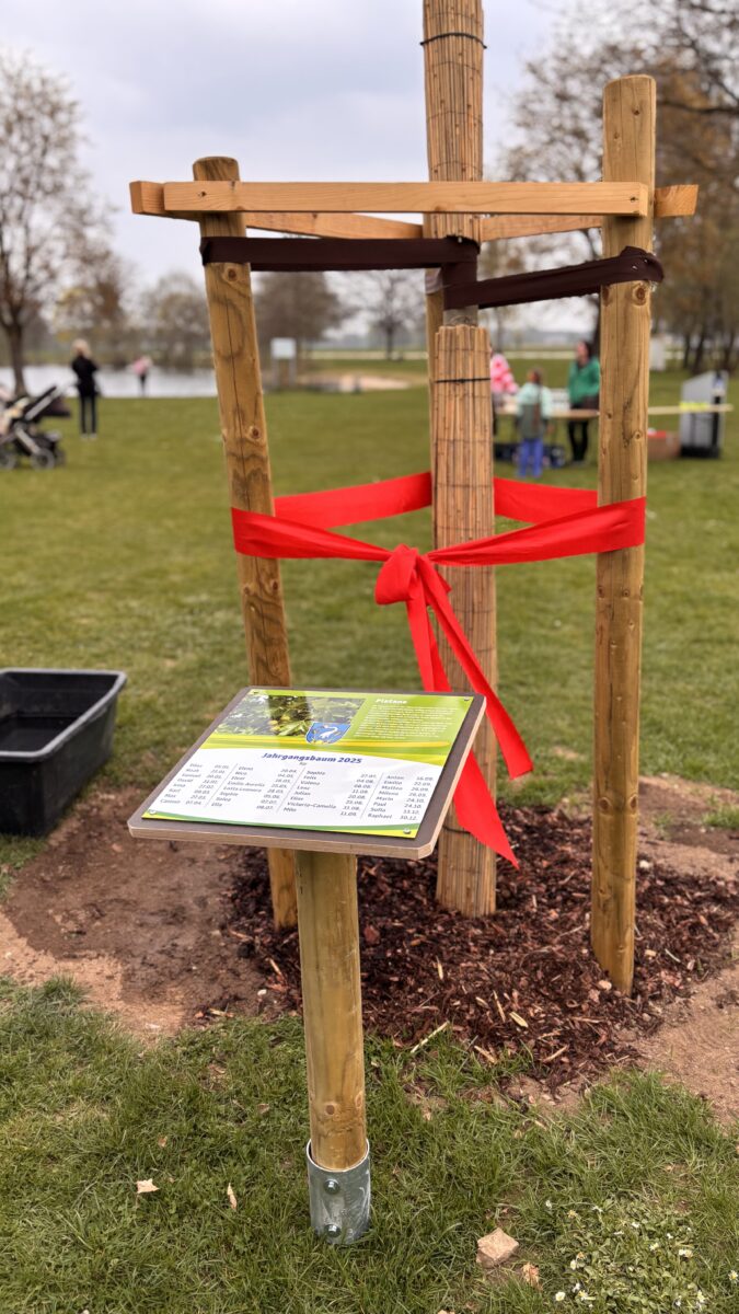 Platane als Jahrgangsbaum 2025 in Teublitz gepflanzt