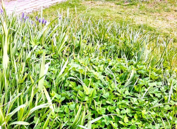 Unkraut ernten statt jäten in Pechbrunn