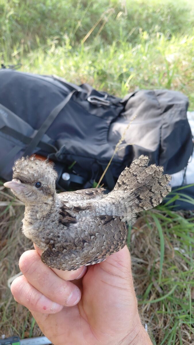 Wendehals zieht drei Jungvögel auf dem Gelände des Golfclubs Schmidmühlen